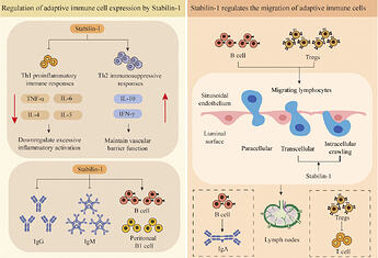 Role of Stabilin-1