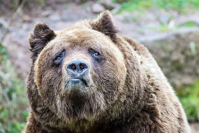 bears-sadness-grizzly-bear-brown-bear-wallpaper-preview