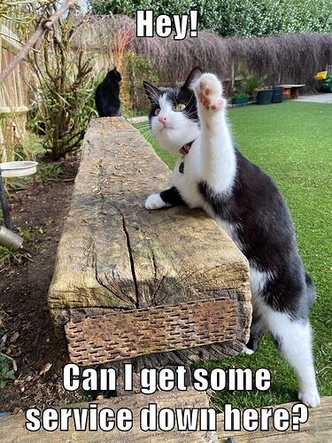 cat-hey-can-get-some-service-down-here