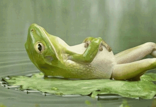 frog-relaxing