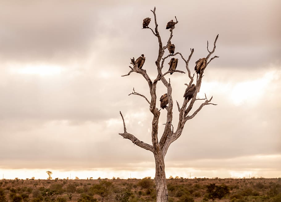 tree-birds-vulture-desert