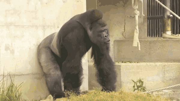 gorilla-strong